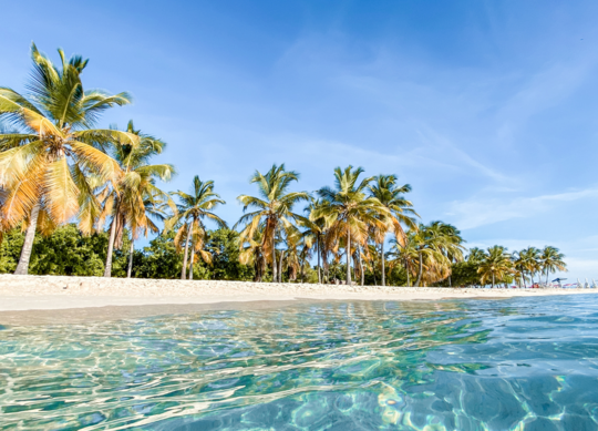 bilde av strand og palmer